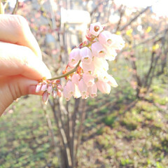 スーパームーン/ラビットアイ系 フェスティバルの花.../八重桜 おはよー
今日は久しぶりのお休み😆
１、…(3枚目)