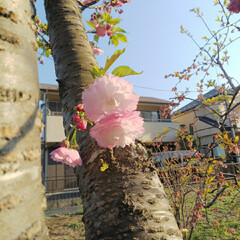 スーパームーン/ラビットアイ系 フェスティバルの花.../八重桜 おはよー
今日は久しぶりのお休み😆
１、…(2枚目)