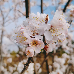 暖地桜桃の花/ベリーコテージ こんばんはー
今日からブルーベリーの鉢か…(1枚目)