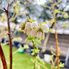 ブルーベリー カミール/オーナー自宅のブルーベリーの花/ベリーコテージ裏の神社/自宅近くの桜 こんにちは昨日の午後から雨が☔️
とのこ…(7枚目)