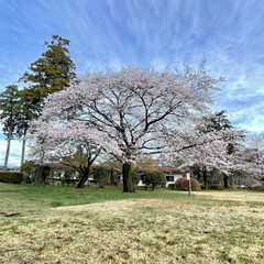 ブルーベリー カミール/オーナー自宅のブルーベリーの花/ベリーコテージ裏の神社/自宅近くの桜 こんにちは昨日の午後から雨が☔️
とのこ…(1枚目)