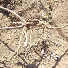 ベリーコテージ/ラズベリー こんにちは
ラズベリーの新しい苗を植え替…(2枚目)