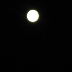 満月 今日は満月らしく
くっきり真ん丸の月が見…(1枚目)