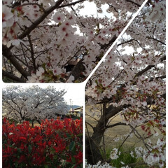 サクラ/桜満開 毎日 家の前の広場の桜を見てますが、今日…(1枚目)
