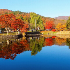 スマホで撮った風景/散歩/池のある公園/秋終わり/近くの公園/紅葉 お天気がいいと撮っちゃうよねー✨

もう…(1枚目)