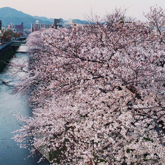 春の一枚 歩道橋から見た 桜道🌸(1枚目)