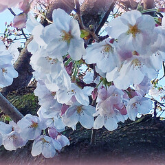 春の一枚 私の職場前の桜が 満開・・ではないですが…(2枚目)