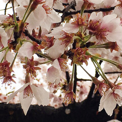 春のフォト投稿キャンペーン/おでかけ/風景/おでかけワンショット 桜の絨毯が出来てたぁぁ・・
花びらも無く…(2枚目)