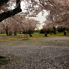 春のフォト投稿キャンペーン/おでかけ/風景/おでかけワンショット 桜の絨毯が出来てたぁぁ・・
花びらも無く…(1枚目)