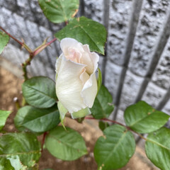 ガーデニング 初めて咲いたバラ「タヒチ」いい香りがしま…(2枚目)