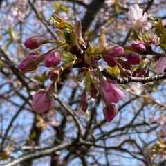 春/さくら/花見 こんばんは♪
近くの川沿いの河津桜が咲き…(2枚目)