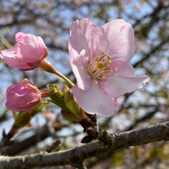 春/さくら/花見 こんばんは♪
近くの川沿いの河津桜が咲き…(1枚目)