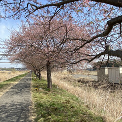 春/さくら/花見 こんばんは♪
近くの川沿いの河津桜が咲き…(3枚目)