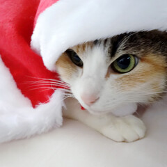 愛猫/猫/ネコ/ペット/Xmas/クリスマス/... わが家の愛猫ぴぃちゃん。

クリスマスイ…(1枚目)