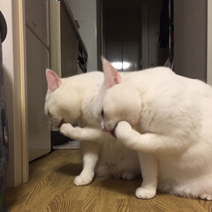 猫/スコティッシュ/白猫/ペット (1枚目)