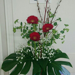 クリスマス/花/モンステラ/ガーベラ/お花/病院/... 3階の待合室の生け花です

赤いガーベラ…(1枚目)
