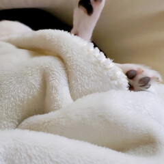 暖かい/うたた寝/お昼寝/小型犬/ネット購入/毛布/... 気持ちいいね。

私の脚は痺れ中。ガマン…(3枚目)