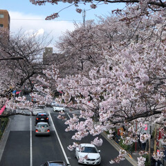 お散歩/桜/春のフォト投稿キャンペーン 毎年楽しみにしている桜🌸
今年も見ること…(3枚目)