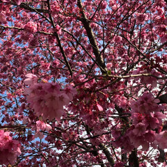 お散歩/桜/春のフォト投稿キャンペーン 毎年楽しみにしている桜🌸
今年も見ること…(7枚目)