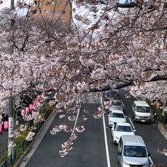 お散歩/桜/春のフォト投稿キャンペーン 毎年楽しみにしている桜🌸
今年も見ること…(5枚目)