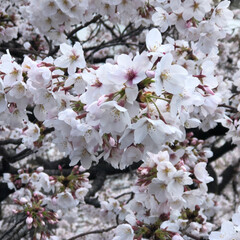 お散歩/桜/春のフォト投稿キャンペーン 毎年楽しみにしている桜🌸
今年も見ること…(1枚目)