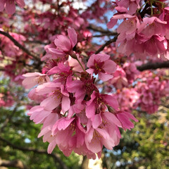 お散歩/桜/春のフォト投稿キャンペーン 毎年楽しみにしている桜🌸
今年も見ること…(6枚目)