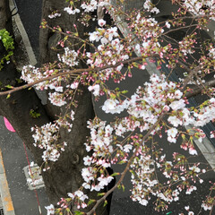 お散歩/桜/春のフォト投稿キャンペーン 毎年楽しみにしている桜🌸
今年も見ること…(4枚目)
