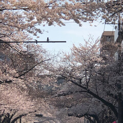 お散歩/桜/春のフォト投稿キャンペーン 毎年楽しみにしている桜🌸
今年も見ること…(8枚目)
