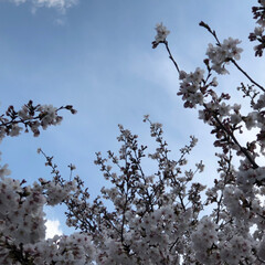 お散歩/桜/春のフォト投稿キャンペーン 毎年楽しみにしている桜🌸
今年も見ること…(2枚目)