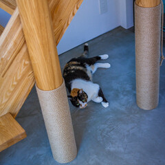 猫との暮らし/猫と暮らす/猫棚/土間/バスコート/階段/... ひんやり土間と猫棚階段、段下のバスコー…(10枚目)
