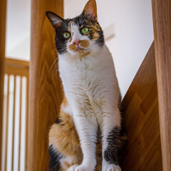 猫との暮らし/猫と暮らす/猫棚/土間/バスコート/階段/... ひんやり土間と猫棚階段、段下のバスコー…(9枚目)