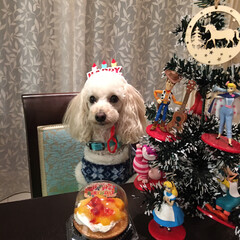 バースデイケーキ/トイプードル/愛犬 こんにちは😃
昨日はモカの3歳のお誕生日…(1枚目)