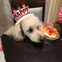 バースデイケーキ/トイプードル/愛犬 こんにちは😃
昨日はモカの3歳のお誕生日…(2枚目)