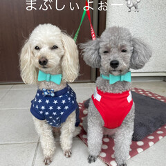 シルバー/クリーム/トイプードル 午前中かなり久しぶりに洗車しました❣️
…