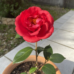 椿赤/椿ピンク とても大きな花が咲きました🎵
赤い椿❤️…(1枚目)