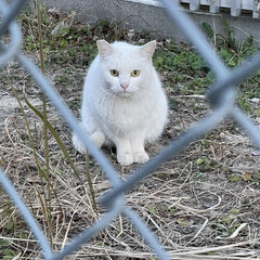 ホワイト/野良猫/お散歩 モカ＆シェリーのお散歩中に出会った野良猫…(1枚目)