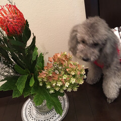 お散歩/愛犬/柏葉紫陽花/ピンクッション ピンクッション♡
可愛くて好きなお花。
…(2枚目)