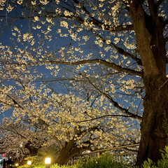 夜桜/桜 こんにちは♡♡
昨日の夜ちょっとお出かけ…(2枚目)