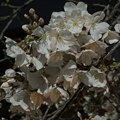 夜桜/桜 こんにちは♡♡
昨日の夜ちょっとお出かけ…(3枚目)