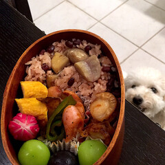 愛犬/お弁当/時短レシピ/犬 娘弁当♡
栗おこわ
卵焼き
ホワイトソ…