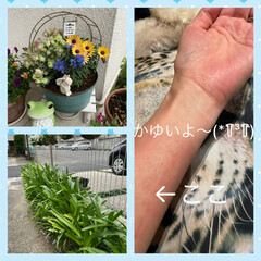かぶれ/アバガンサス/オステオスペルマム/デルフィニウム/オレガノ/寄せ植え 毎年5月下旬頃から6月にかけて咲くアバガ…
