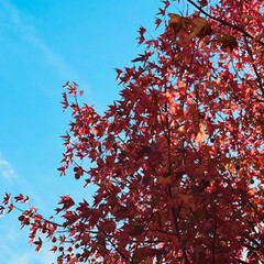 冬の音づれ/落ち葉/紅葉/ポプラ並木/秋の一枚/秋/... 秋の一枚は、毎日お散歩するときに通りがか…(1枚目)