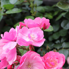 バラ苗 2年大株 4号 アンジェラ Climbing Roses C0834 クライミング ローズ 母の日(花)を使ったクチコミ「今年も無事に咲いた庭のバラ
アンジェラは…」(2枚目)