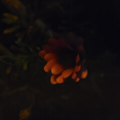 庭のある暮らし/夜の花も素敵/庭の花/思い出/明かりに照らされて/夜の花/... 今夜は、庭に螢が来てましたよ😆✨
二匹だ…(2枚目)