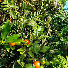 トマト/収穫/野菜/家庭菜園/風景/グルメ/... 🍅寒くなっても健気に熟れてます✨🎵
フル…(2枚目)