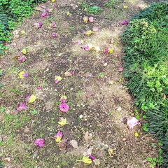 ハイビスカスに似てる花/庭の芙蓉の木 今日の可愛い花～(´▽｀🌺
ハイビスカス…(2枚目)