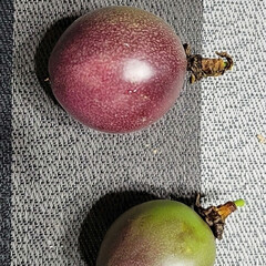 パッションフルーツどうなる/季節外れのパッションフルーツ/庭でパッションフルーツ作る パッションフルーツ( 〃▽〃)
色付いて…(4枚目)