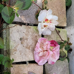白色から紅色へ変わる花/紅く染まる花/酔芙蓉の花/ガーデニング/庭の可愛い花達 今日の可愛い花💠(*´∇｀)ﾉ

酔芙蓉…(1枚目)