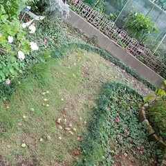 ガーデニング 家庭菜園のインテリア Limia リミア