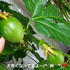 庭の花/テラスの花/テラス/ししとう/八重のくちなし/くちなし/... 中間報告~(*´艸`*)💕
無事☝パッシ…